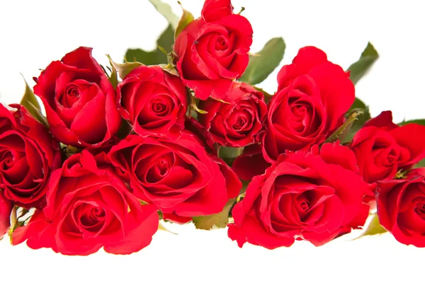 Червоні троянди на білому ізольованому фоні — стокове фото