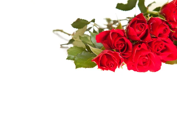 Red Roses White Isolated Background Valentine Day — Stock Photo, Image