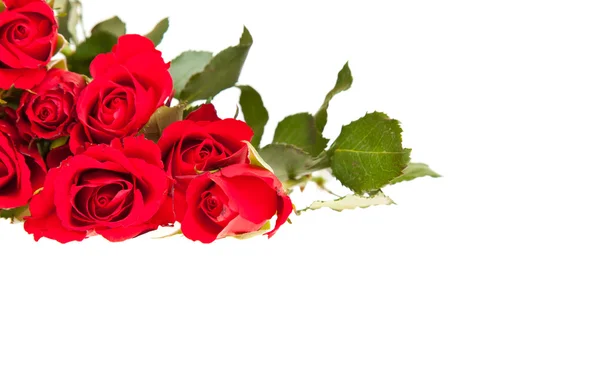 Červené růže na bílém izolovaném pozadí — Stock fotografie