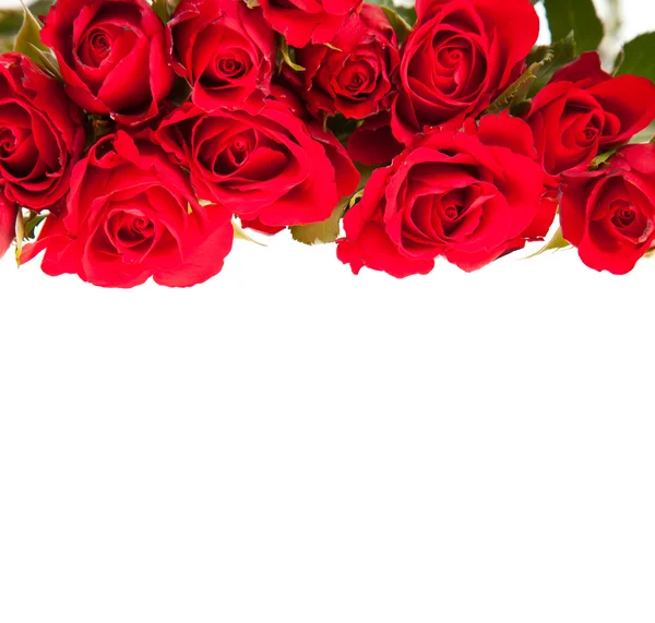 白色孤立背景下的红玫瑰 — 图库照片