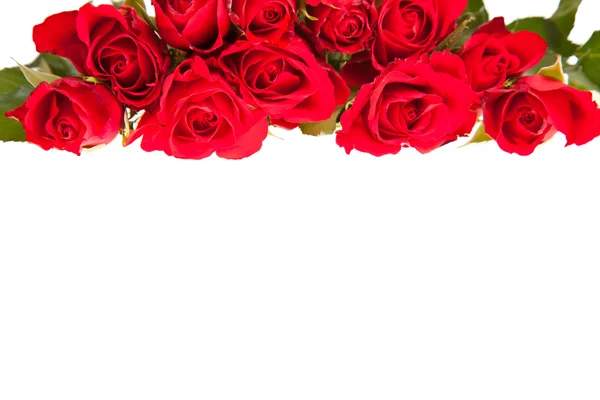 Czerwone Róże Białym Tle Walentynki — Zdjęcie stockowe