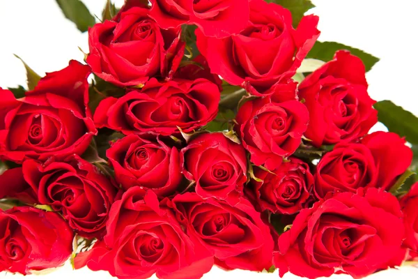 Rode Rozen Witte Geïsoleerde Achtergrond Valentine Dag — Stockfoto