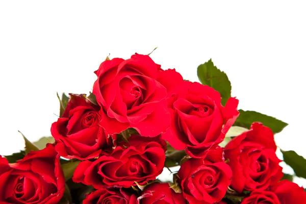 Красные розы на белом изолированном фоне — стоковое фото
