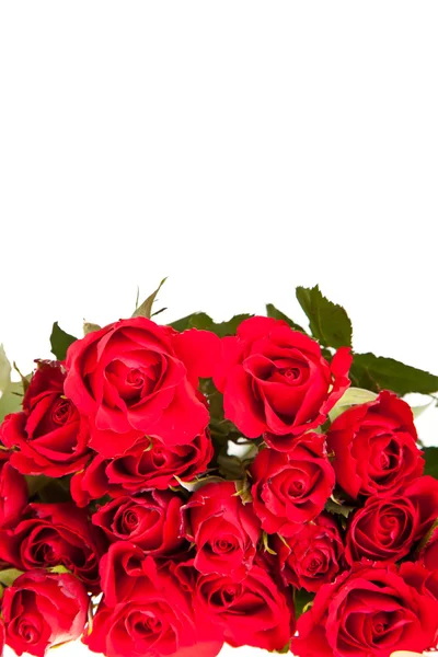 红玫瑰的白色孤立的背景情人节 — 图库照片