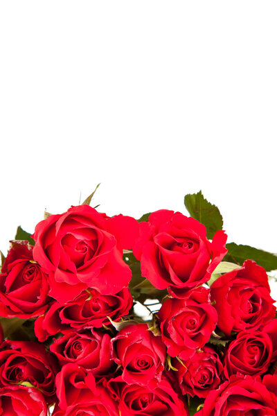 Red roses on white isolated background valentine's day