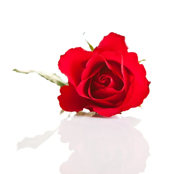 白い孤立した背景に赤いバラ — ストック写真