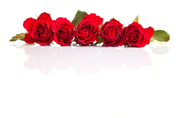 Červené růže na bílém izolovaném pozadí — Stock fotografie