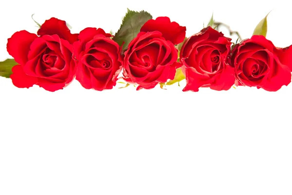 Rosas vermelhas sobre fundo isolado branco — Fotografia de Stock