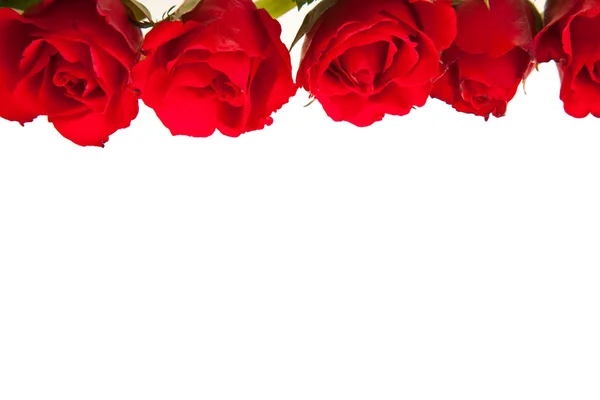 Beyaz izole arkaplanda kırmızı güller — Stok fotoğraf