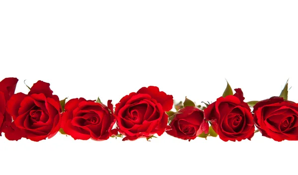 Красные розы на белом изолированном фоне — стоковое фото