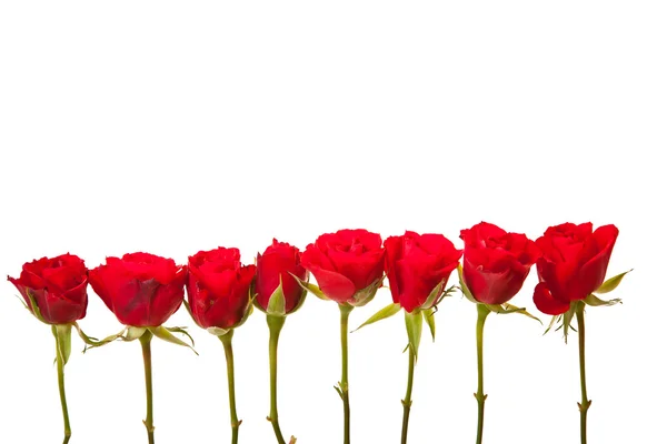 Rote Rosen Auf Weißem Hintergrund Zum Valentinstag — Stockfoto