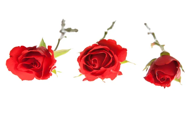 Красные Розы Белом Изолированном Фоне День Святого Валентина — стоковое фото