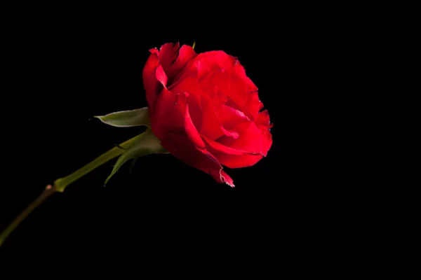Rosas rojas sobre fondo negro aislado —  Fotos de Stock