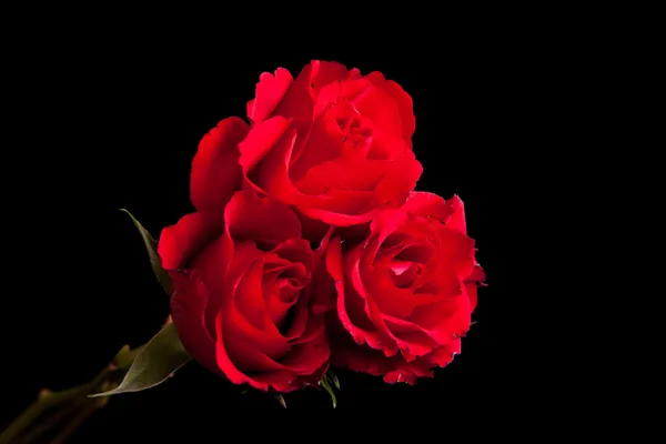 Red Roses Black Isolated Background — Stock Photo, Image