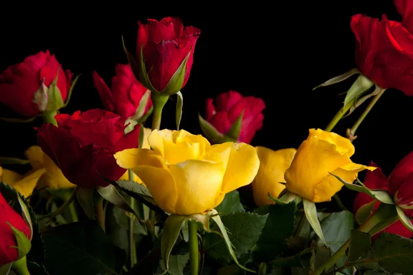 Roses Rouges Sur Fond Noir Isolé — Photo