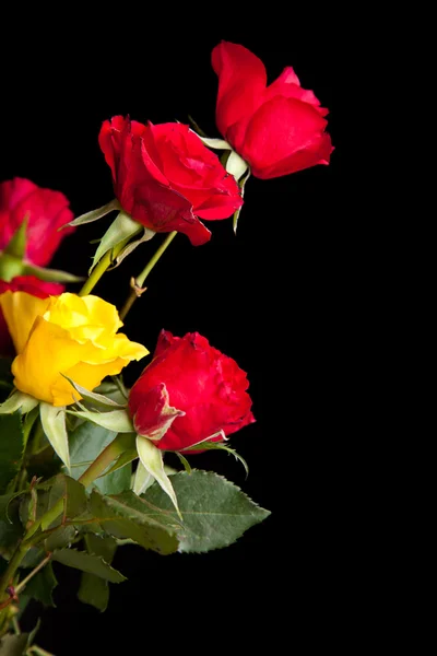Červené růže na černém pozadí izolované — Stock fotografie