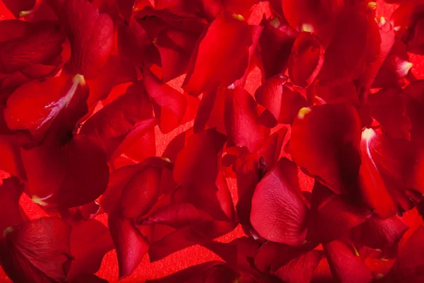 Пелюстки Троянди червоні Валентина — стокове фото