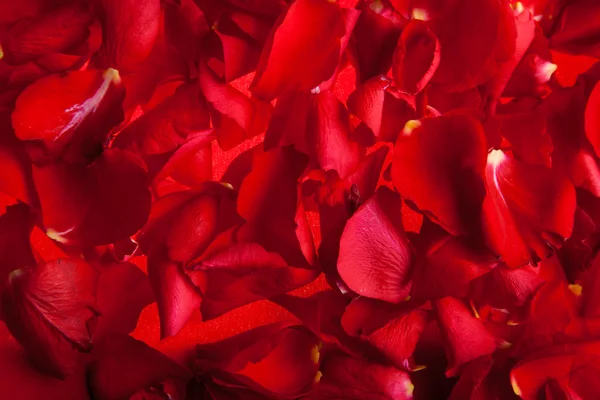 Пелюстки Троянди червоні Валентина — стокове фото