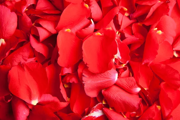 Rosas rojas pétalos Día de San Valentín — Foto de Stock