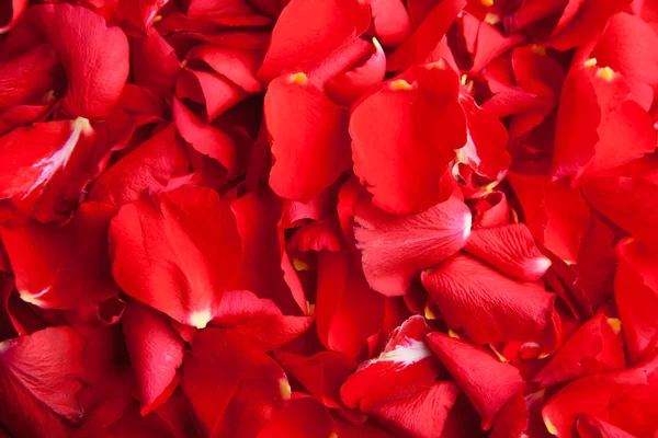 Пелюстки Троянди Червоні Валентина — стокове фото
