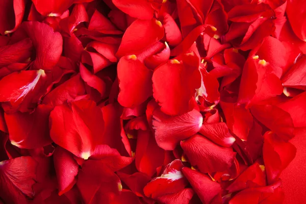 Rote Rosen Blütenblätter Valentinstag — Stockfoto