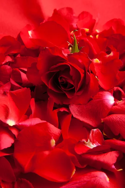 Rote Rosen Blütenblätter Valentinstag — Stockfoto