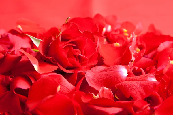 Pétales de roses rouges Saint Valentin — Photo
