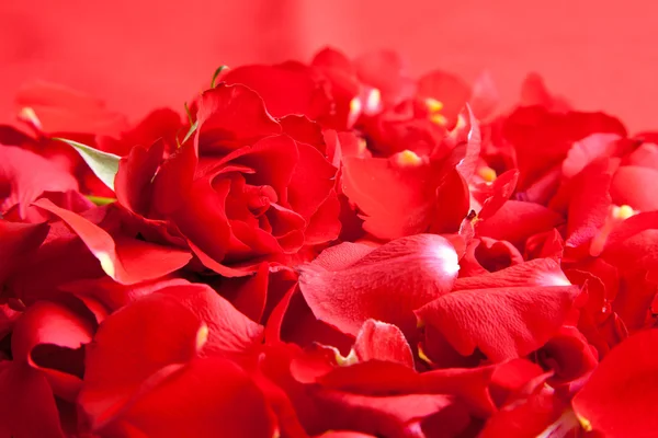 红玫瑰花瓣情人节 — 图库照片