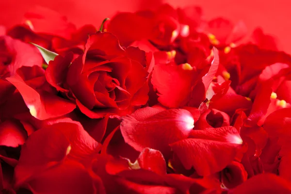 Rosas rojas pétalos Día de San Valentín —  Fotos de Stock