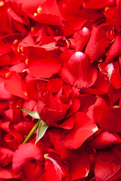 Okvětní Lístky Červené Růže Valentýn — Stock fotografie
