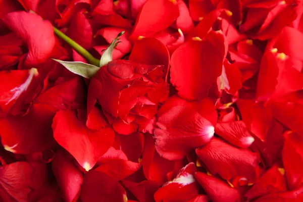 Rode Rozen Bloemblaadjes Aftelkalender Voor Valentijnsdag — Stockfoto