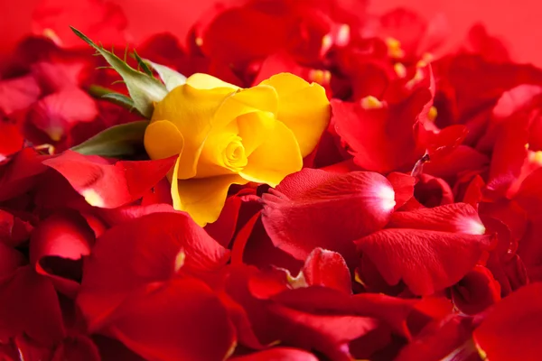 Rode rozen bloemblaadjes Aftelkalender voor Valentijnsdag — Stockfoto