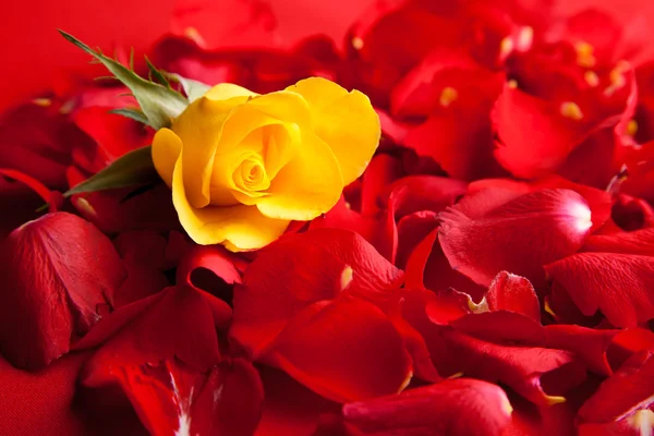 Pétales Roses Rouges Saint Valentin — Photo