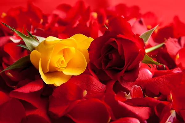 Rosas Rojas Pétalos Día San Valentín —  Fotos de Stock
