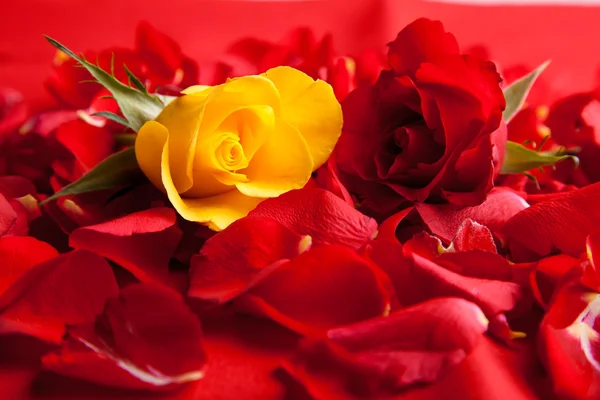 Okvětní lístky červené růže Valentýn — Stock fotografie