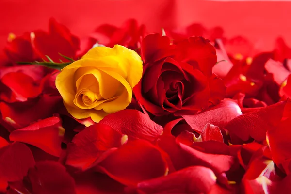 Красные лепестки роз — стоковое фото