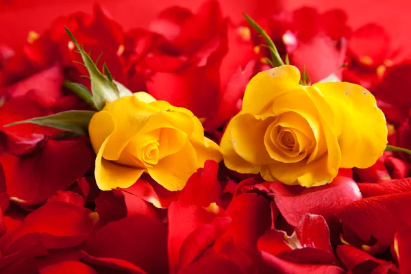 Πέταλα Κόκκινα Τριαντάφυλλα Του Αγίου Βαλεντίνου — Φωτογραφία Αρχείου