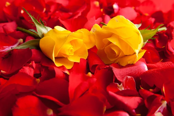 Πέταλα κόκκινα τριαντάφυλλα του Αγίου Βαλεντίνου — Φωτογραφία Αρχείου