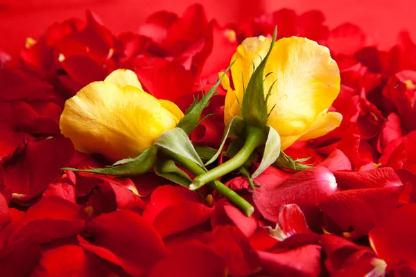 Okvětní Lístky Červené Růže Valentýn — Stock fotografie