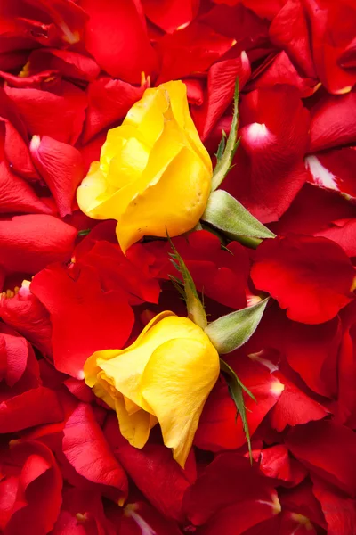 Red Roses Petals Valentine Day — Stock Photo, Image