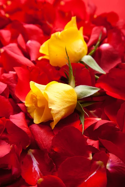 红玫瑰花瓣情人节 — 图库照片