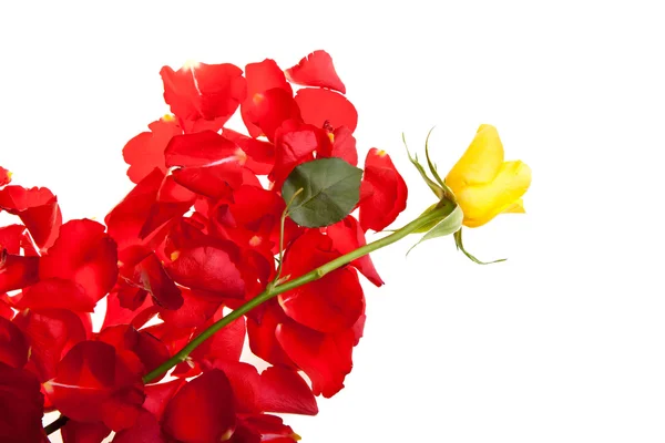 Rosor röda kronblad alla hjärtans dag — Stockfoto