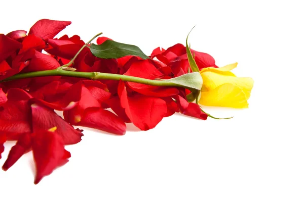 Płatki róż Walentynki — Zdjęcie stockowe