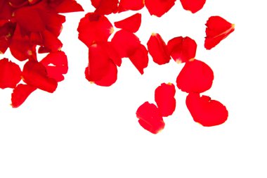 Red rose petals isolated on white - Valentine's Day clipart