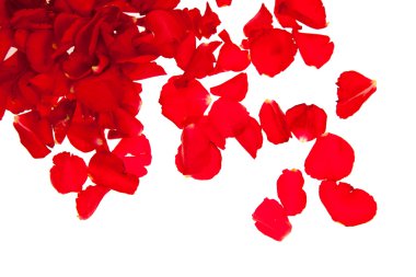 Red rose petals isolated on white - Valentine's Day clipart