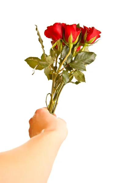 Mužských Rukou Růže Bílém Pozadí Izolované — Stock fotografie