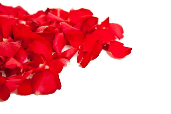Rote Rosenblätter isoliert auf weißem Grund - Valentinstag — Stockfoto