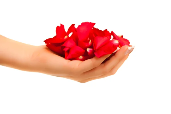 Rood Roze Bloemblaadjes Geïsoleerd Wit Aftelkalender Voor Valentijnsdag — Stockfoto