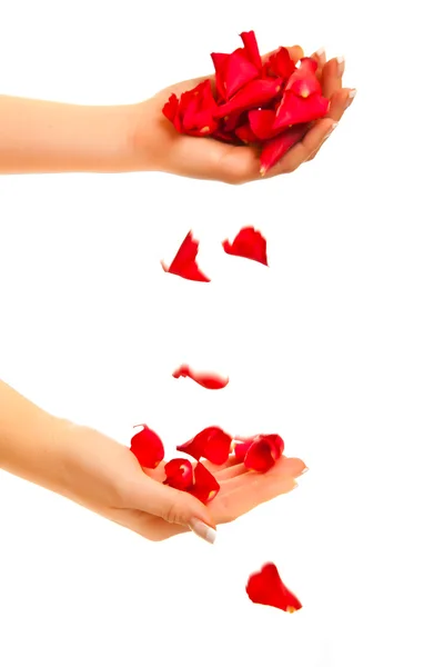 Red rose petals isolated on white - Valentine's Day — Stock Photo, Image
