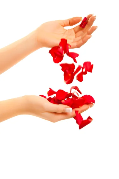 Röda Rosenblad Isolerad Vit Alla Hjärtans Dag — Stockfoto